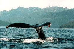 whale watching
