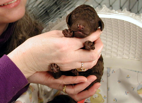 Day2pups