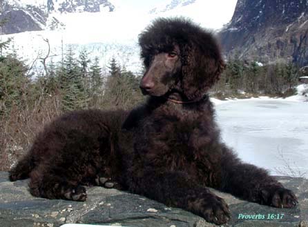 Choco Poodle