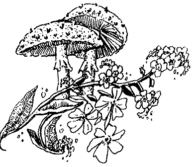 mushrooms