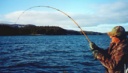 "KING ON!!" - Catching Kings with Fred
