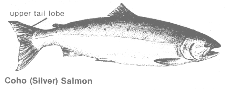 Fish of Southeast Alaska